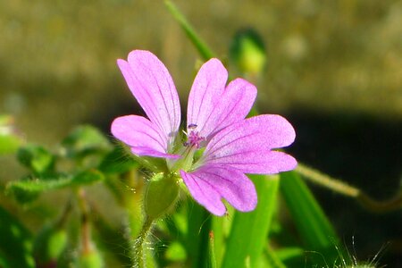 Petals nature wild