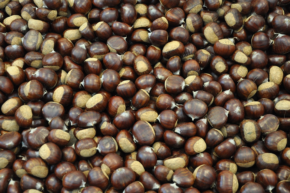 Marroni chestnut Free photos