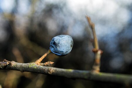 Branch macro berry