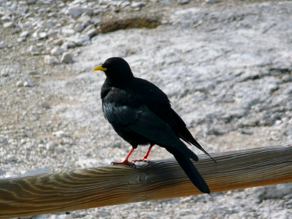 Crow mountain yellow beak