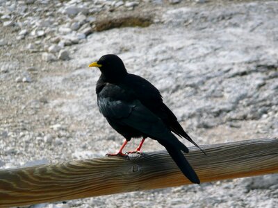 Crow mountain yellow beak photo