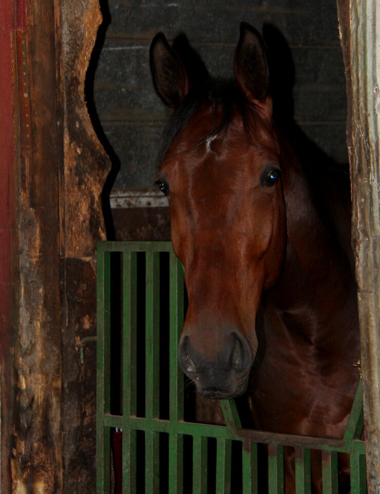 Horse head the horse farm