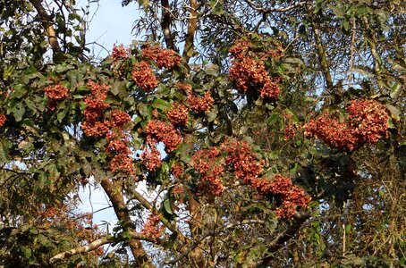 Asvakarnah western ghats india
