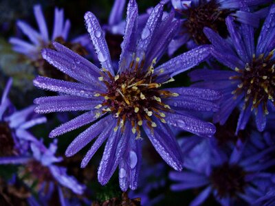 Purple flowers summer flowers macro