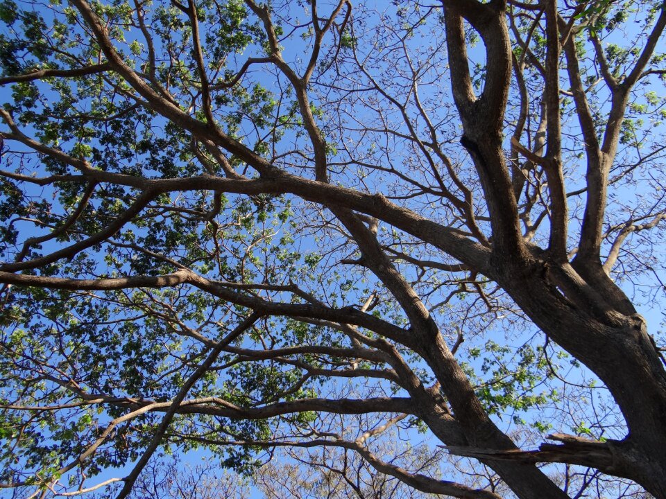 Albizia saman sadhankeri india