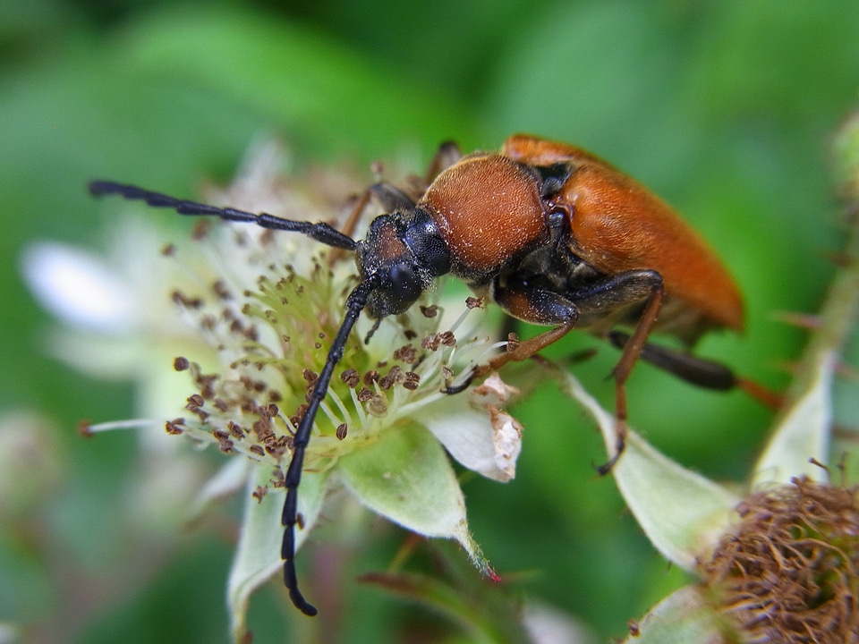 Longhorn beetle insect nature