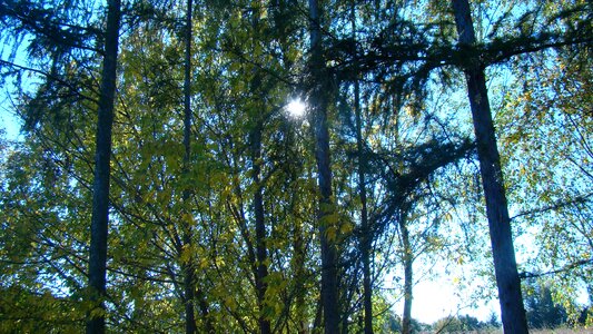 Tree lichtspiel landscape