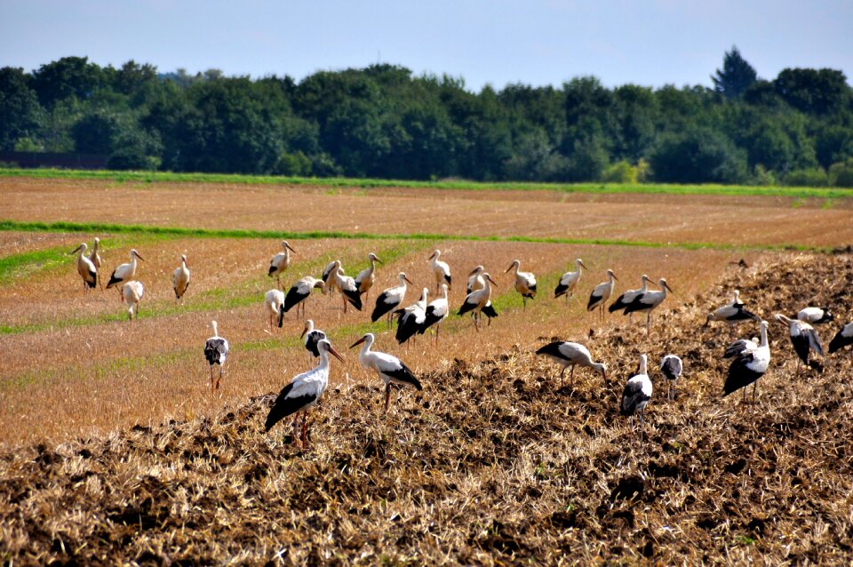 Meeting field migratory birds