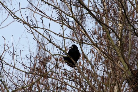 Corvidae crow birds photo