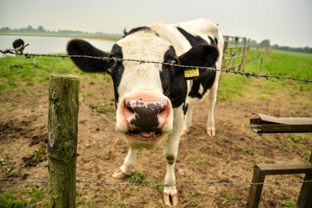 Milk cow farm barbwire photo