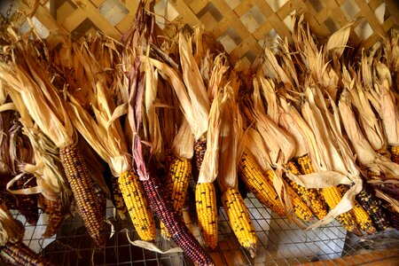 Indian corn harvest thanksgiving
