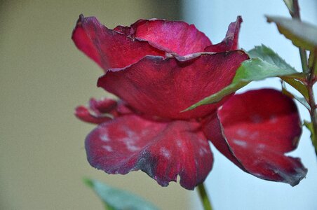 Macro red rose