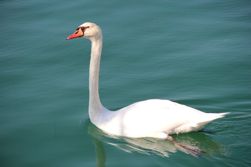 Swan fauna water bird