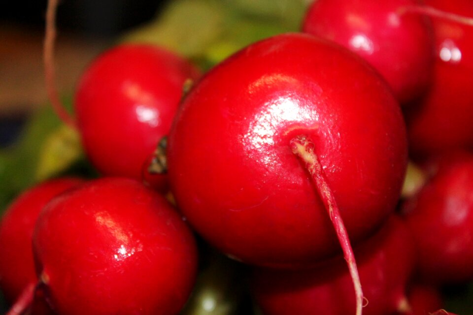 Raphanus sativus var sativus garden red