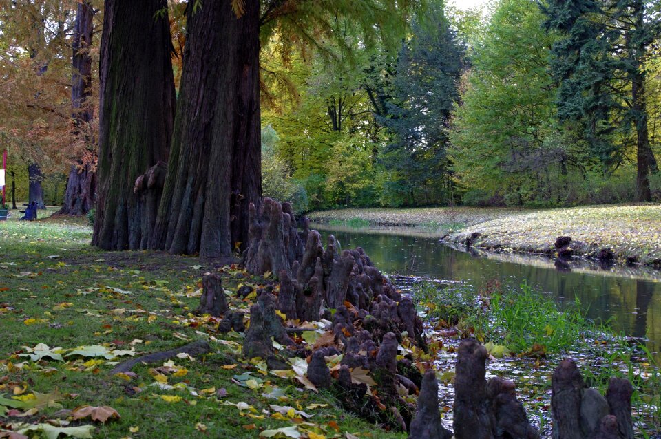 Autumn tree torrent