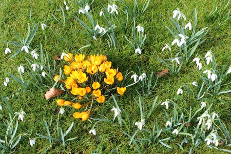 Snowdrop flowers spring
