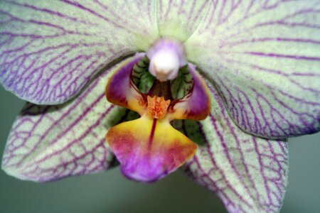 Blossom bloom plant photo