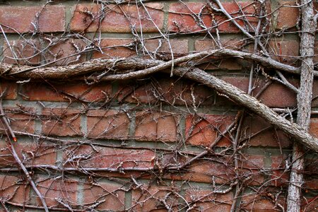 Tree roots entwine facade