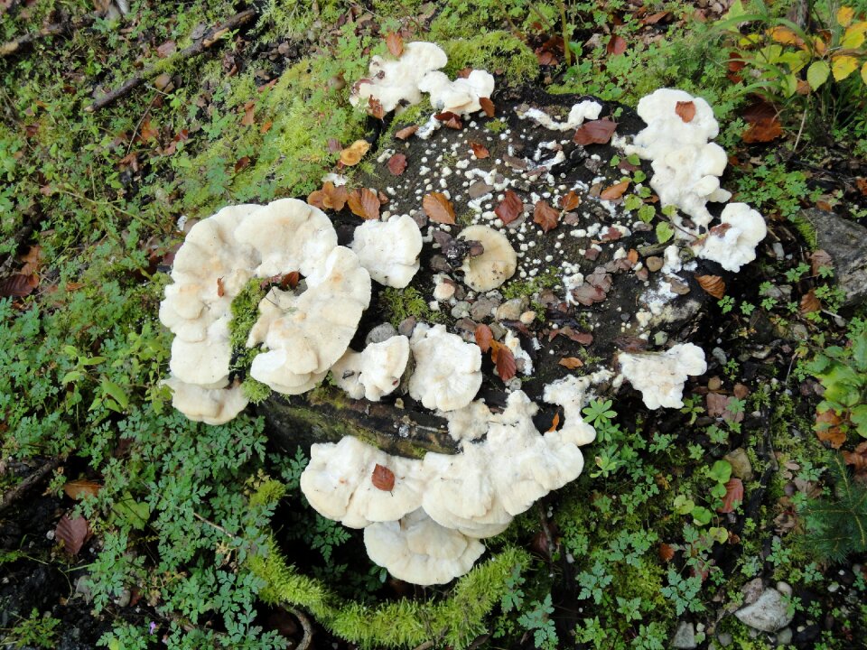 Forest sponges nature