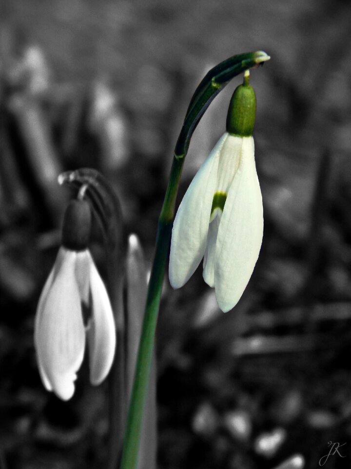 Beauty white green