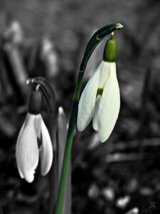 Beauty white green