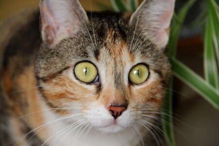 Cat's eyes cat face head