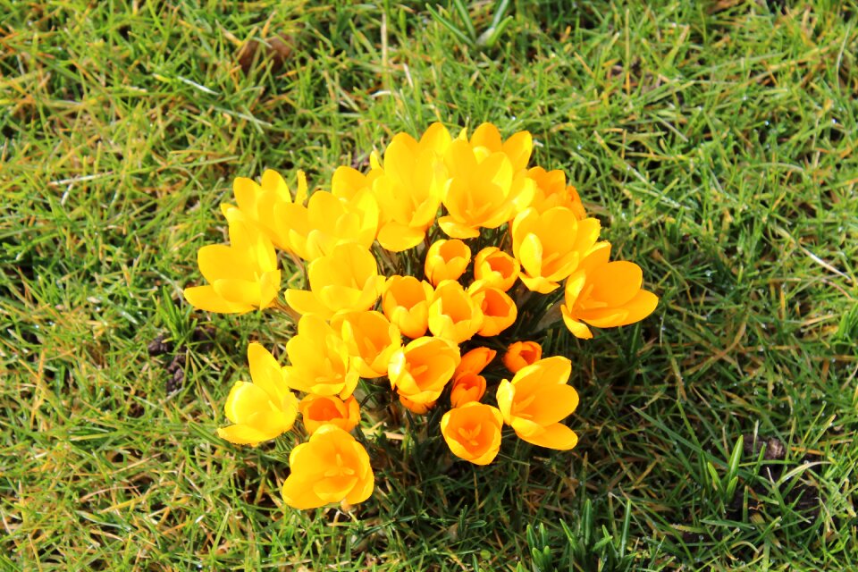 Yellow flowers spring