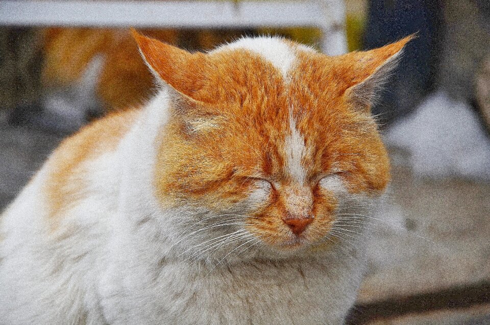 Cat's eyes animals cat nose