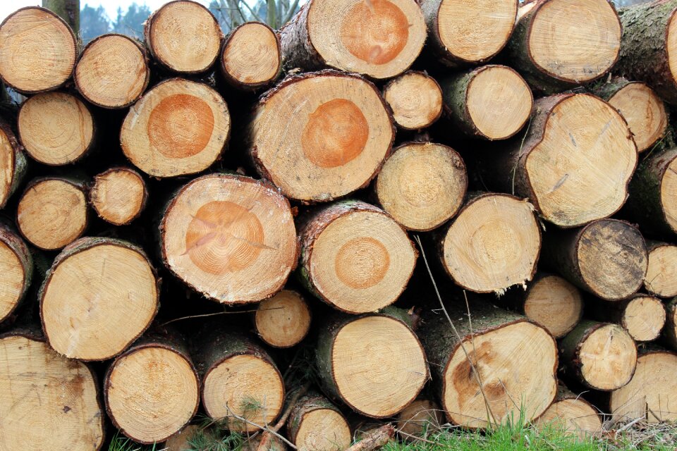 Wood sawed off grain