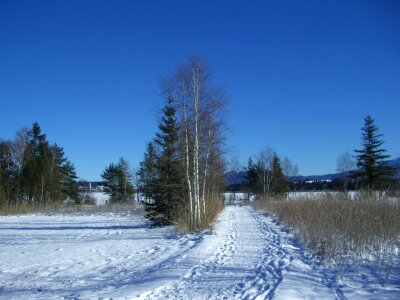 Away birch firs