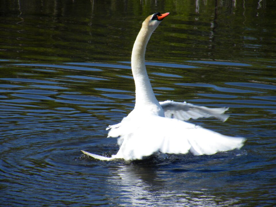Outdoor outdoors animals