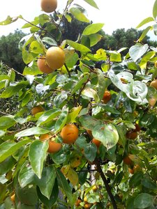 Persimmon Free photos