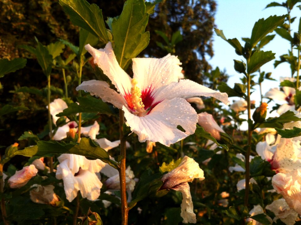 Mallow blossom bloom