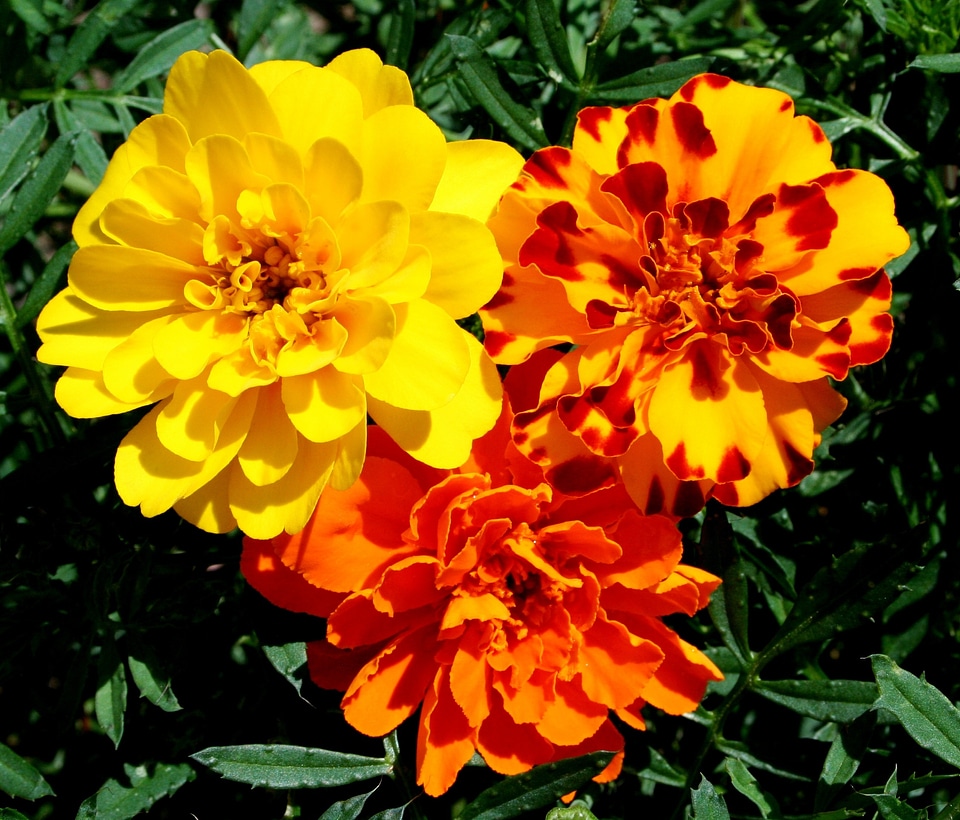 Orange rust floral