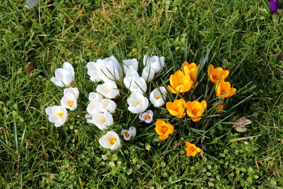 Spring yellow white