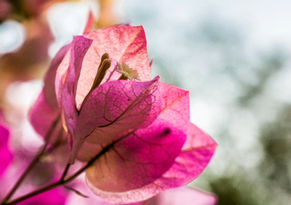 Bloom flower pink
