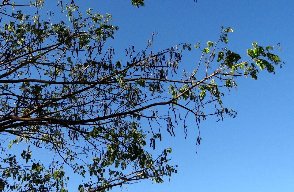 Albizia saman sadhankeri india