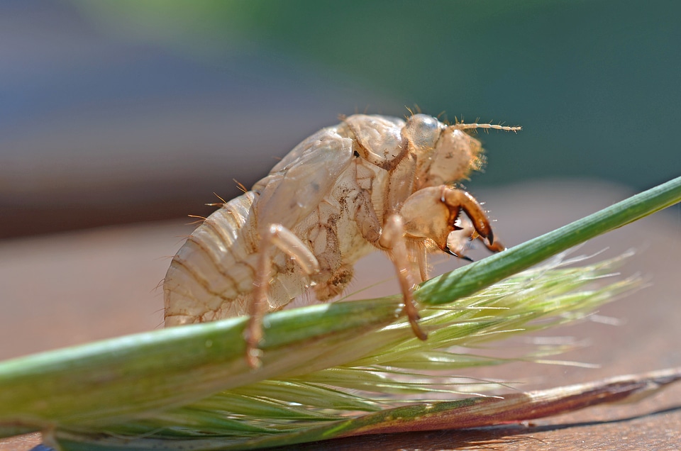 Green hatched larval summer