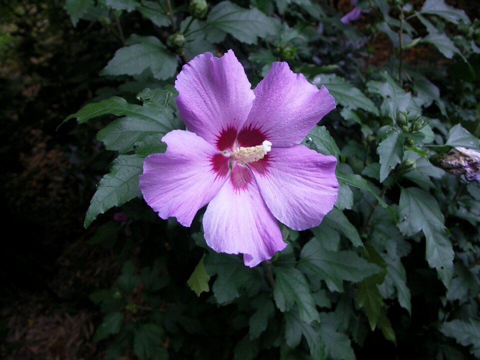 Flowers nature plant