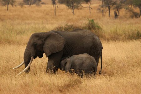 Africa tanzania elephants photo
