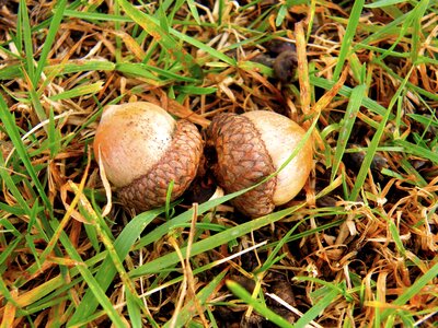 Nut acorns green