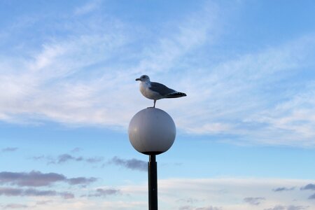 Vacations mood bird