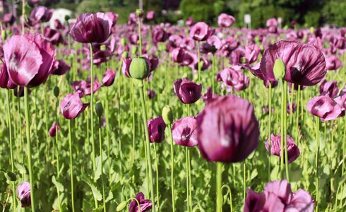 Field of poppies violet mood