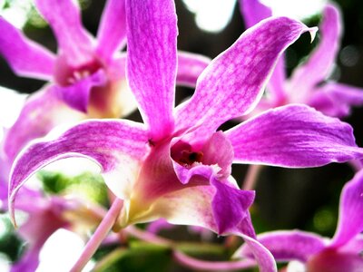 Orchid flowers purple