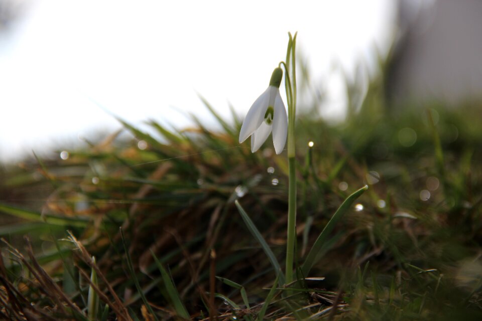 Early bloomer harbinger of spring spring
