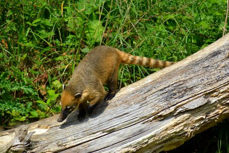 Quati mammal animal