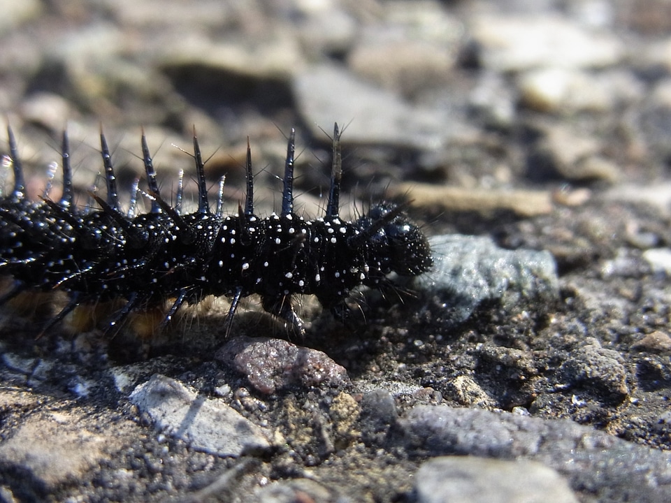 Animal insect nature
