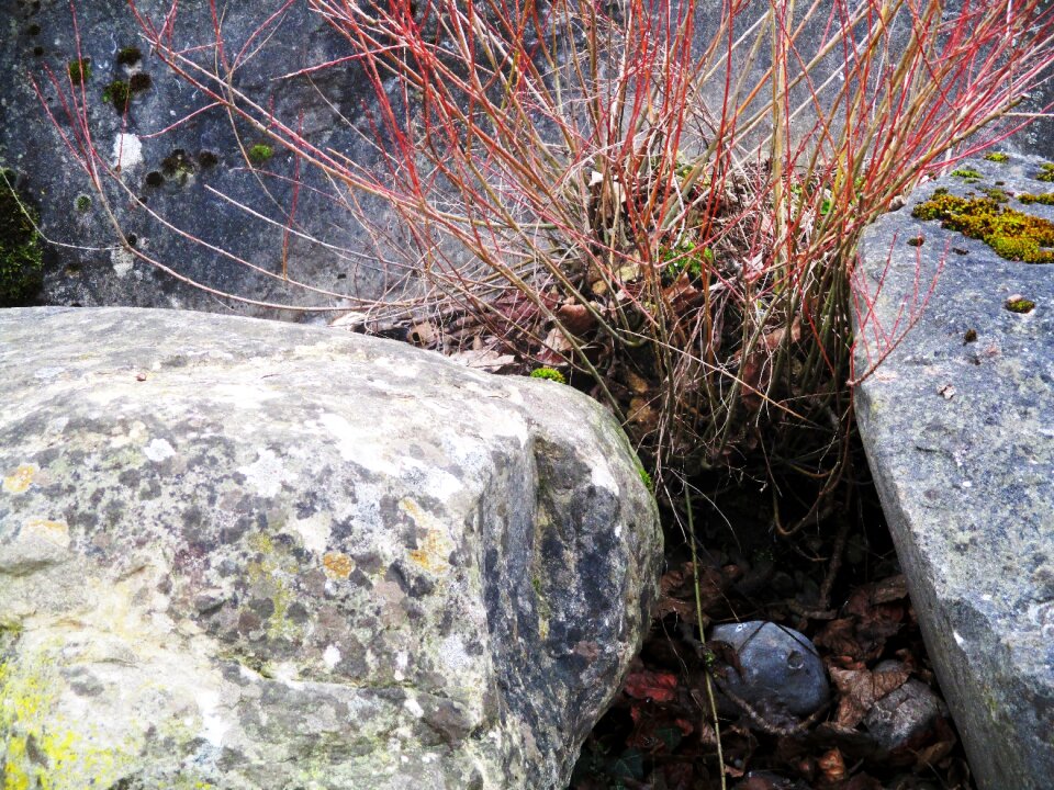 Bemoost grazing young shrub close up