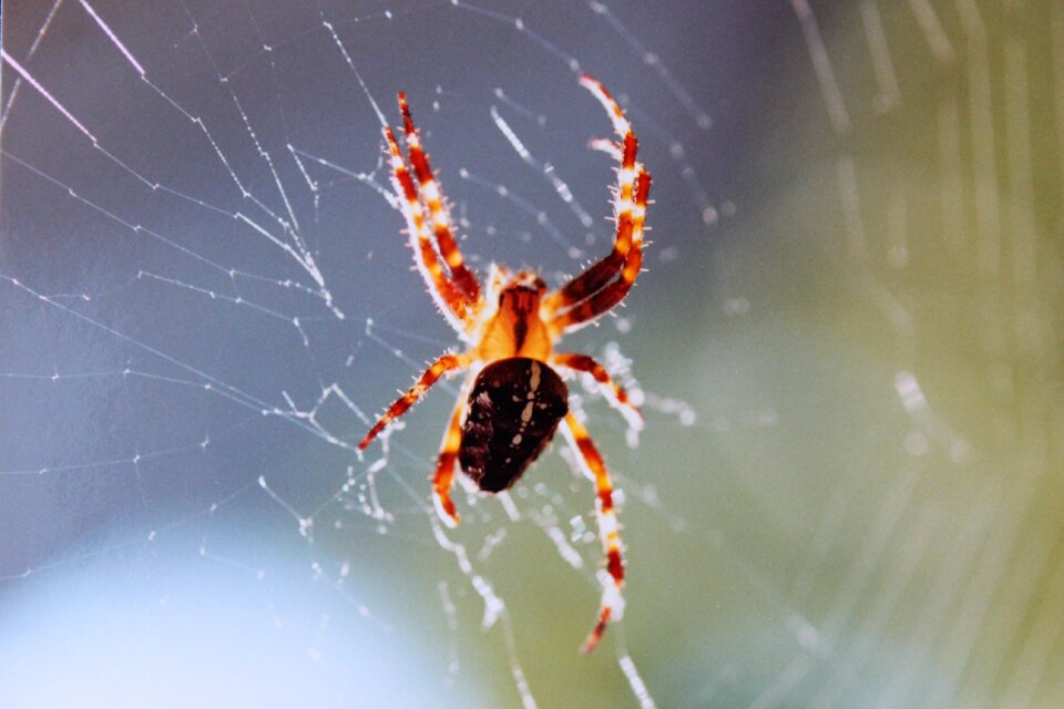 True orb weaver spin arachnid