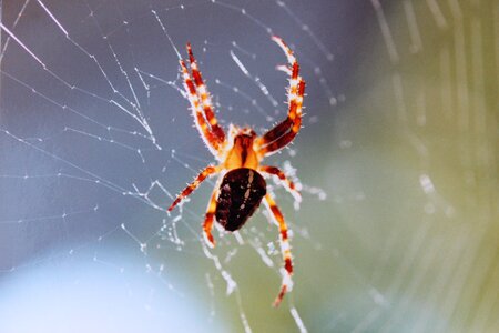 True orb weaver spin arachnid
